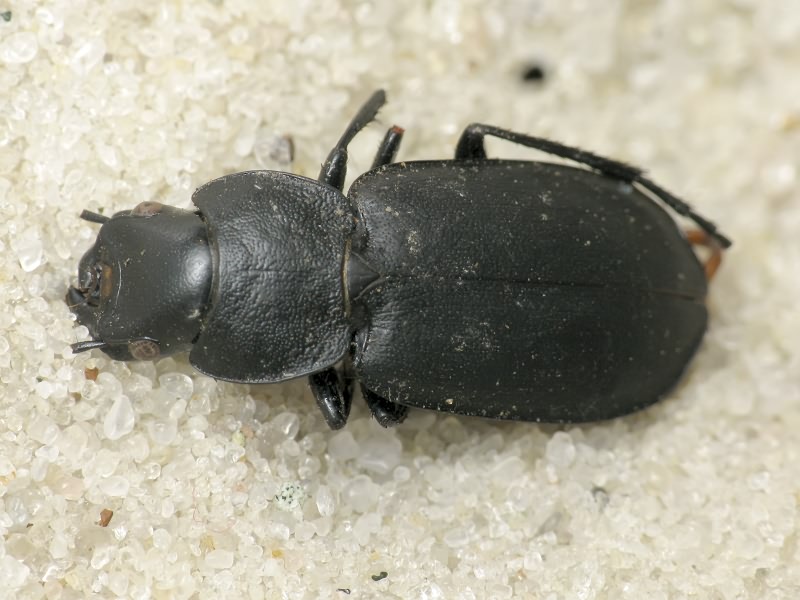 Licinus (Licinus) cassideus (Fabricius, 1792)